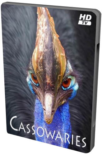  / Cassowaries MVO