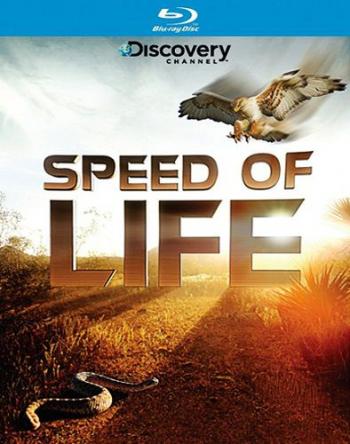   (1 ) / Speed of Life