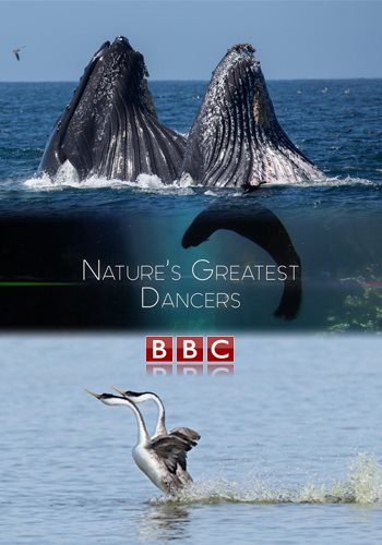    (1-2   2) / Nature's Greatest Dancers VO