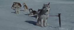   / Eight Below