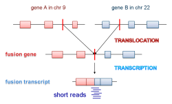  / Gene-Fusion ENG