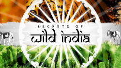    :   / Secrets of Wild India: Desert Lions VO