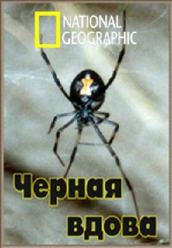   / National Geographic. Bite Of The Black Widow DVO