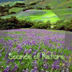 Sounds of Nature (2002)