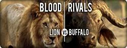  .    / NAT GEO WILD. Blood Rivals. Lion vs Buffalo DUB