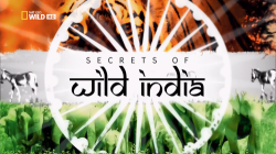    :   / NAT GEO WILD. Secrets of Wild India: Tiger Jungles DUB