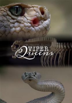   / NAT GEO WILD. Viper Queens VO